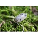 Porcellio laevis “Panda”