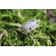 Porcellio laevis “Panda”