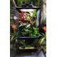 Zoomed Paludarium platform small