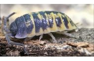 Porcellio Ornatus