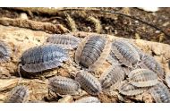 Porcellio Spatultus coros