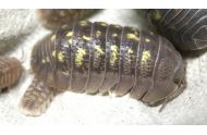 Armadillidum Granulatum