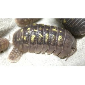 Armadillidum Granulatum