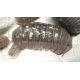 Armadillidum Granulatum